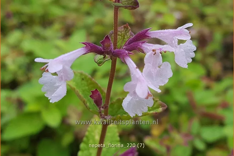 Nepeta 'Florina'