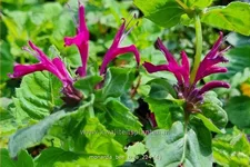 Monarda fistulosa 'Bee-True'