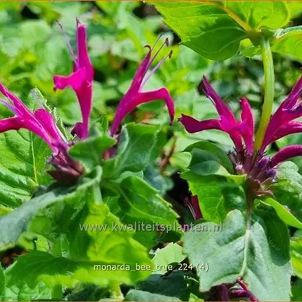 Monarda fistulosa 'Bee-True'