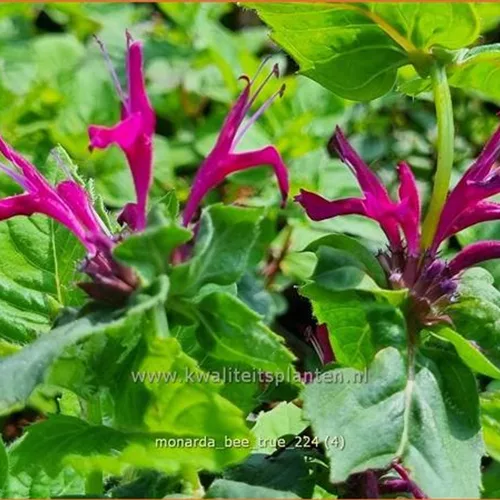 Monarda fistulosa 'Bee-True'