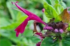 Monarda fistulosa 'Bee-True'