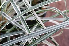 Ophiopogon japonicus 'Silver Mist' Staude im 9x9 cm Vierecktopf