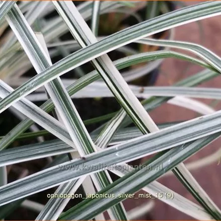 Ophiopogon japonicus 'Silver Mist'