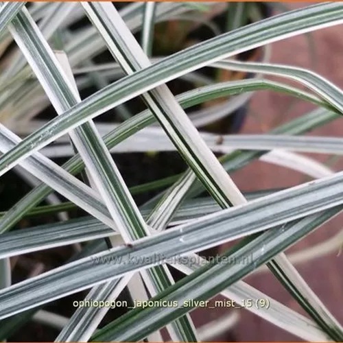 Ophiopogon japonicus 'Silver Mist'