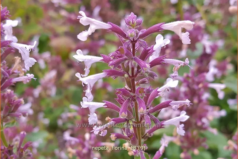 Nepeta 'Florina'