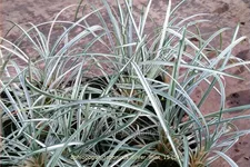Ophiopogon japonicus 'Silver Mist' Staude im 9x9 cm Vierecktopf