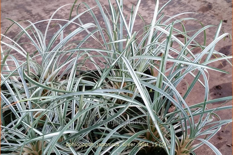 Ophiopogon japonicus 'Silver Mist' Staude im 9x9 cm Vierecktopf