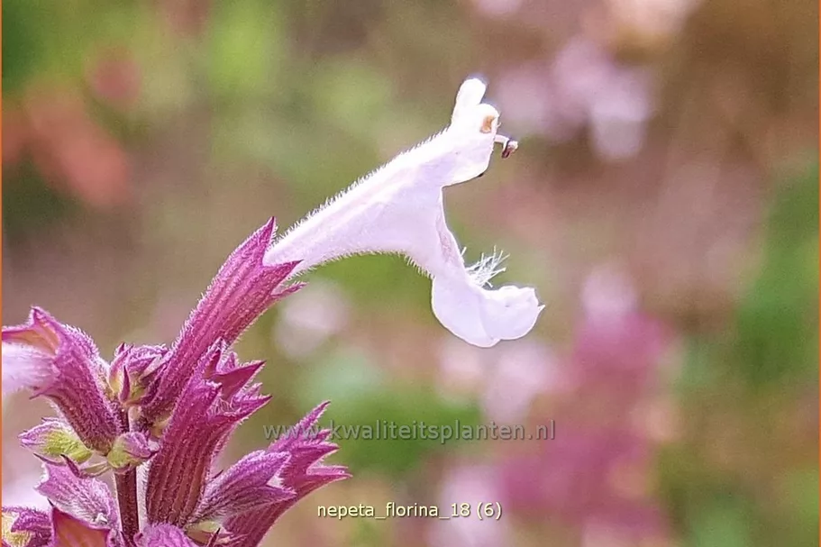 Nepeta 'Florina'