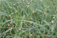 Panicum virgatum 'Prairie Sky'