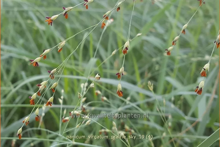 Panicum virgatum 'Prairie Sky'