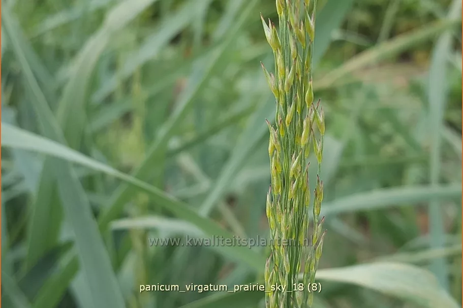 Panicum virgatum 'Prairie Sky'