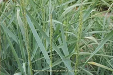 Panicum virgatum 'Prairie Sky'