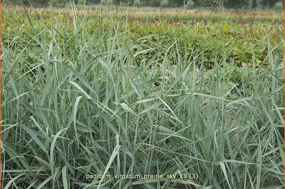 Panicum virgatum 'Prairie Sky'