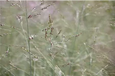 Panicum virgatum 'Prairie Sky'