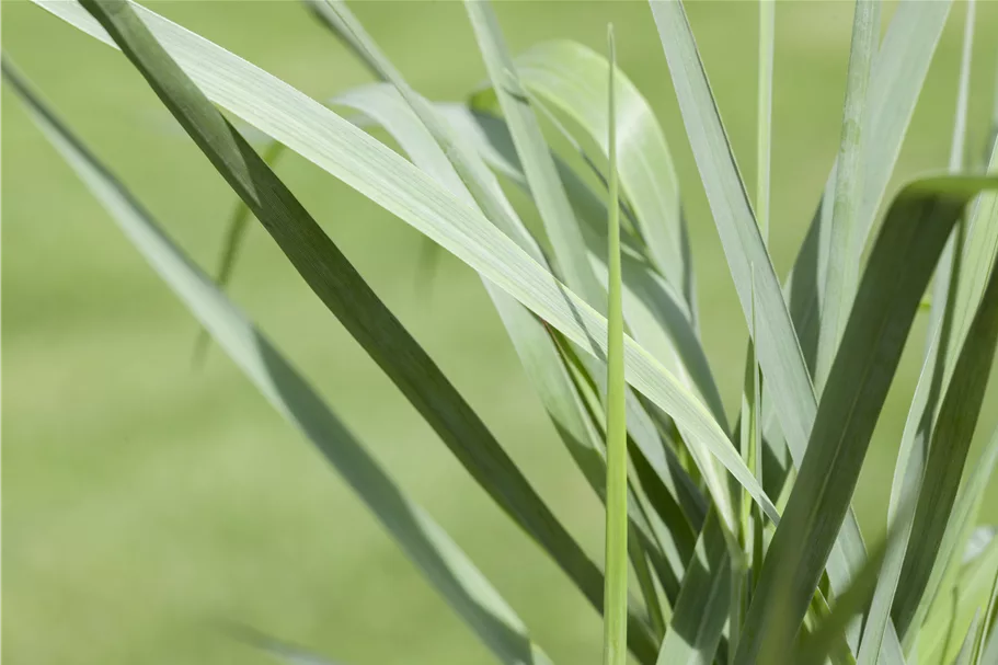 Panicum virgatum 'Prairie Sky'