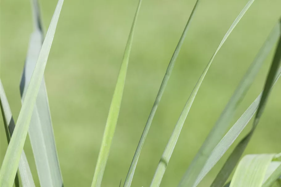 Panicum virgatum 'Prairie Sky'