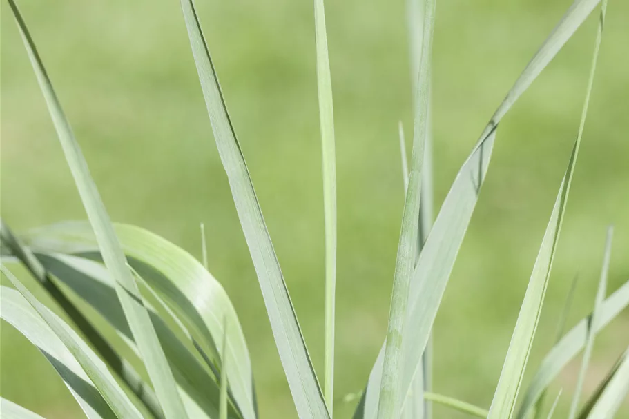 Panicum virgatum 'Prairie Sky'