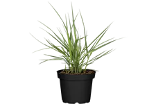 Panicum virgatum 'Prairie Sky'