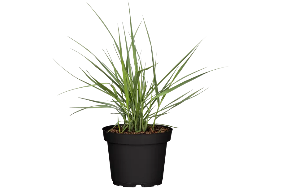 Panicum virgatum 'Prairie Sky'