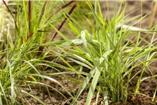 Panicum virgatum 'Prairie Sky'