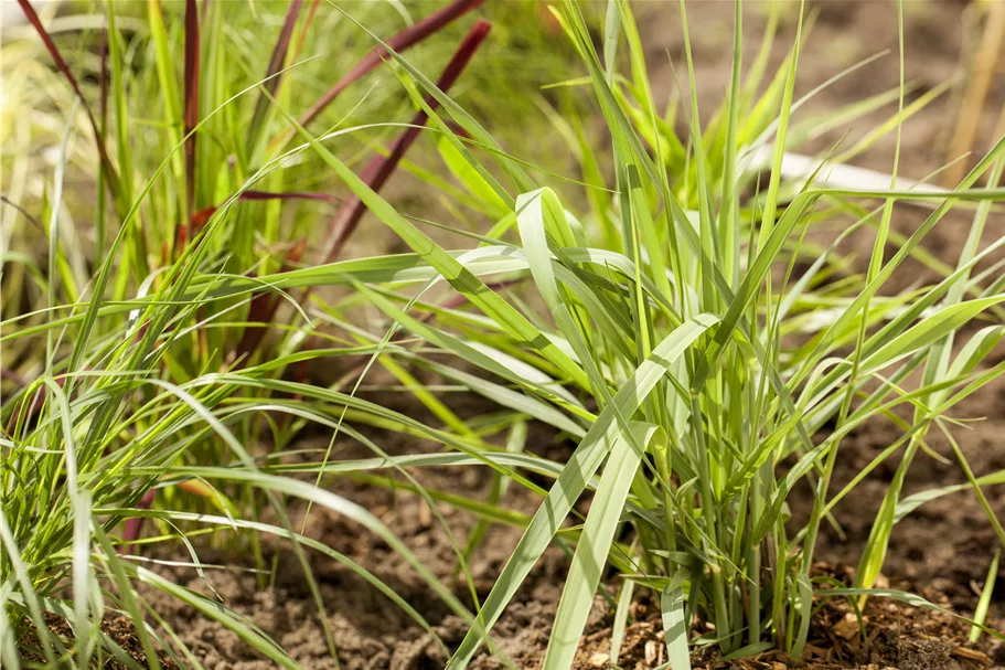 Panicum virgatum 'Prairie Sky'