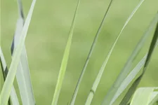 Panicum virgatum 'Prairie Sky'