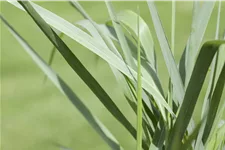 Panicum virgatum 'Prairie Sky'