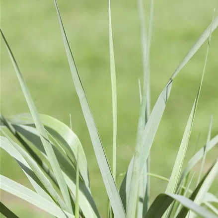 Panicum virgatum 'Prairie Sky'
