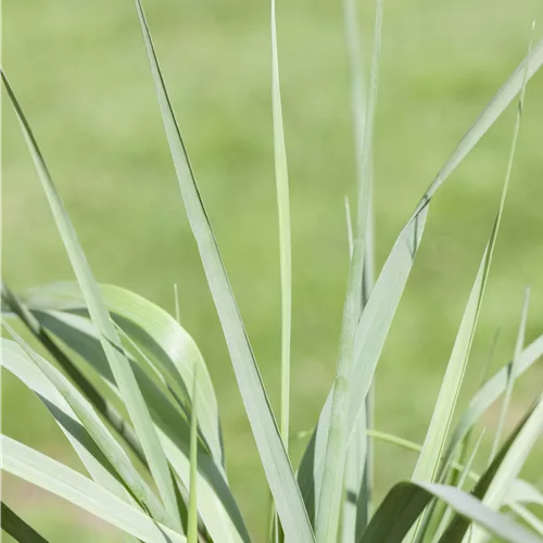 Panicum virgatum 'Prairie Sky'