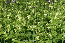 Nepeta govaniana
