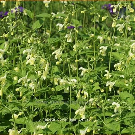 Nepeta govaniana