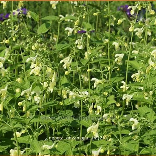 Nepeta govaniana