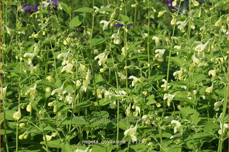 Nepeta govaniana