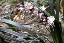 Ophiopogon planiscapus 'Niger'