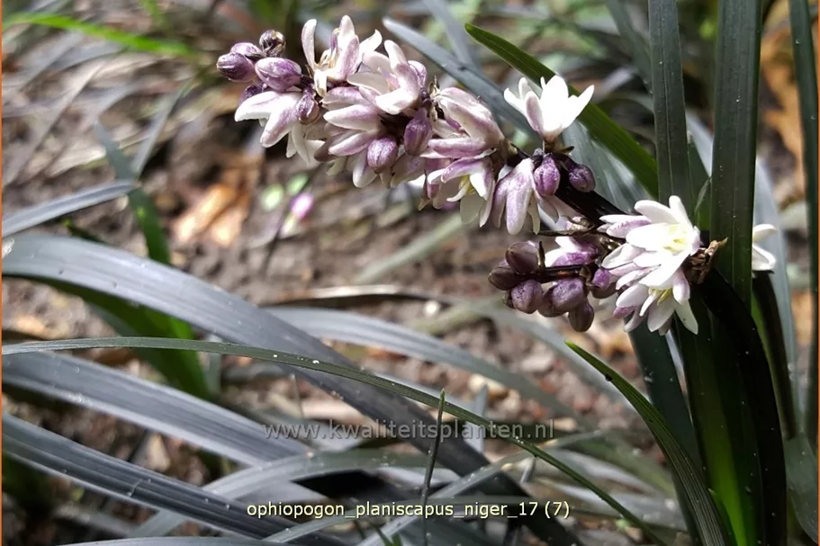 Ophiopogon planiscapus 'Niger'