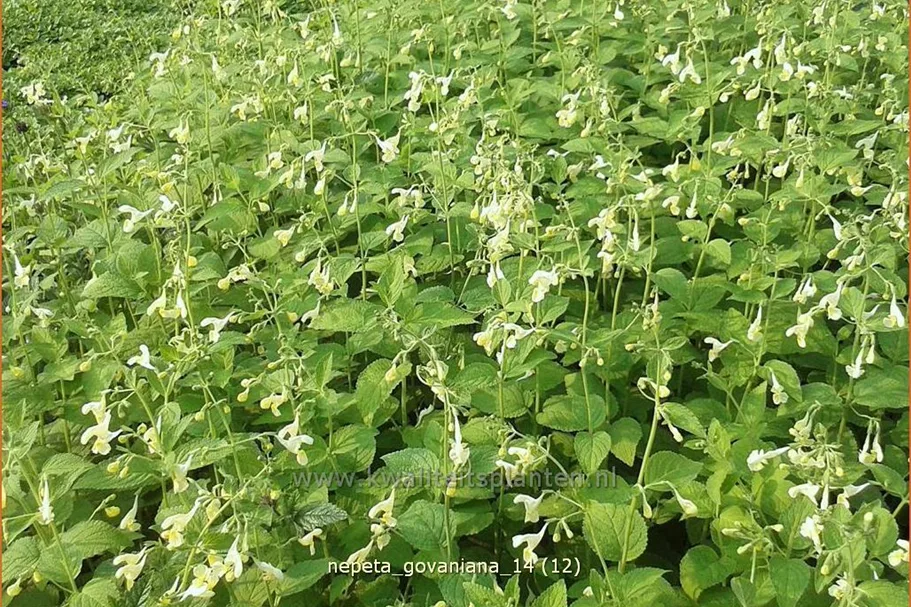 Nepeta govaniana