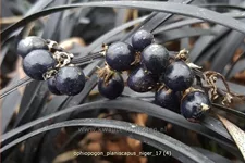 Ophiopogon planiscapus 'Niger'