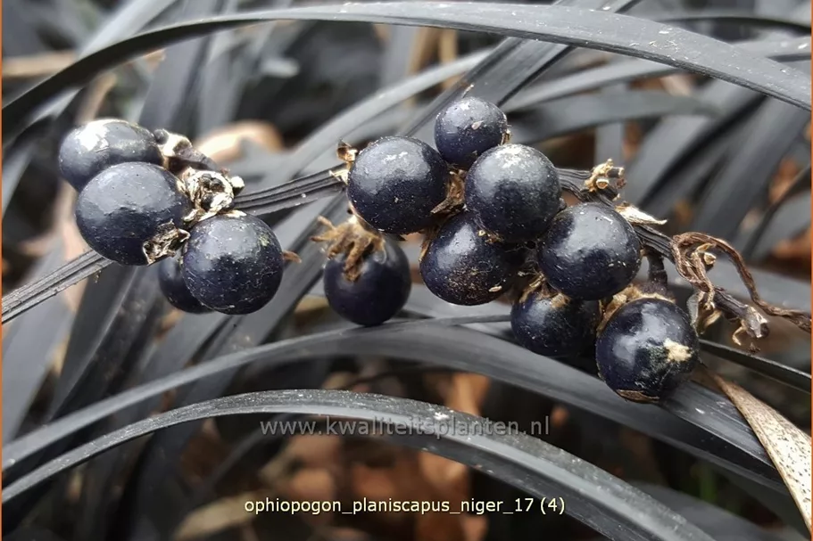 Ophiopogon planiscapus 'Niger'