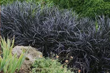 Ophiopogon planiscapus 'Niger'
