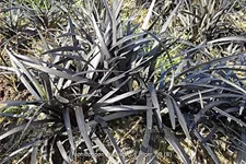 Ophiopogon planiscapus 'Niger'