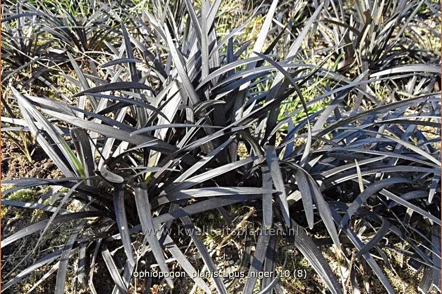 Ophiopogon planiscapus 'Niger'