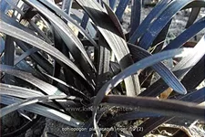 Ophiopogon planiscapus 'Niger'