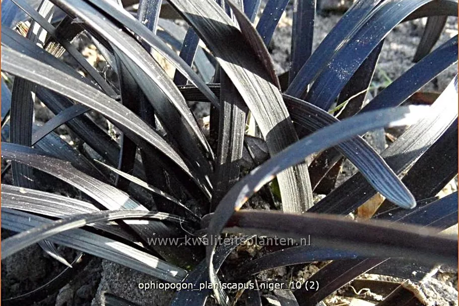 Ophiopogon planiscapus 'Niger'