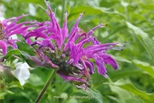 Monarda fistulosa 'Blaustrumpf'