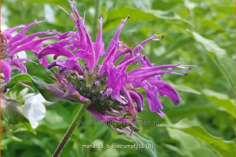 Monarda fistulosa 'Blaustrumpf'