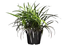 Ophiopogon planiscapus 'Niger'