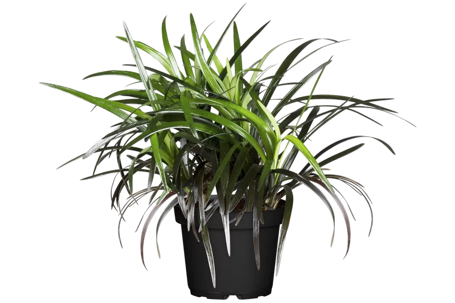 Ophiopogon planiscapus 'Niger'