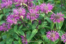Monarda fistulosa 'Blaustrumpf'