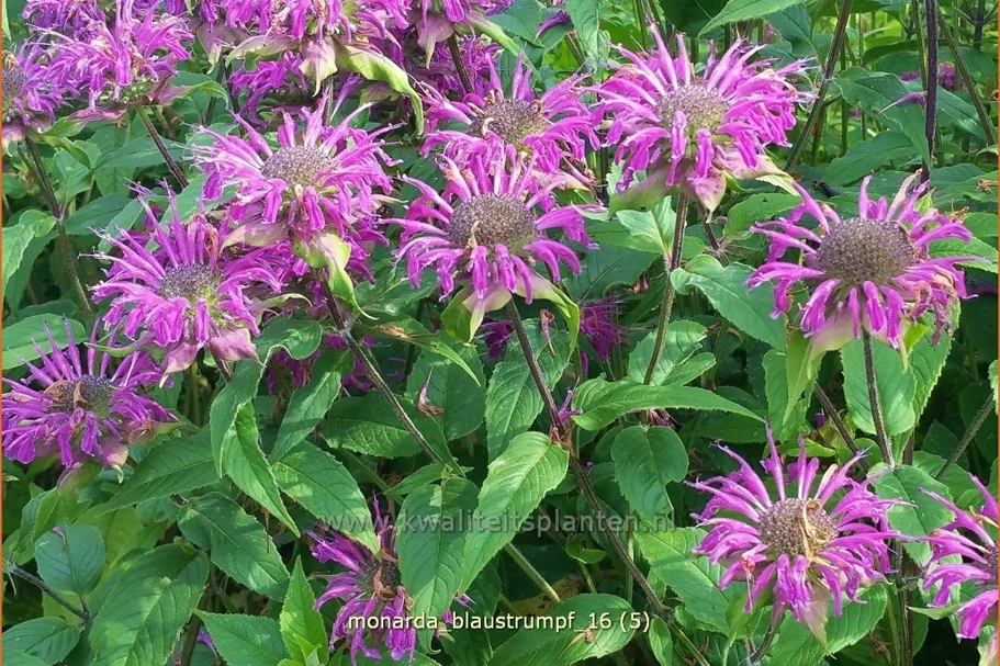 Monarda fistulosa 'Blaustrumpf'