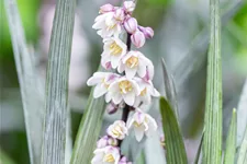 Ophiopogon planiscapus 'Niger'